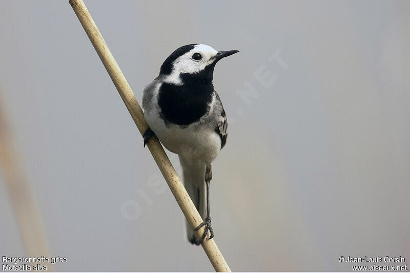 White Wagtail