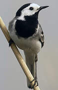 White Wagtail