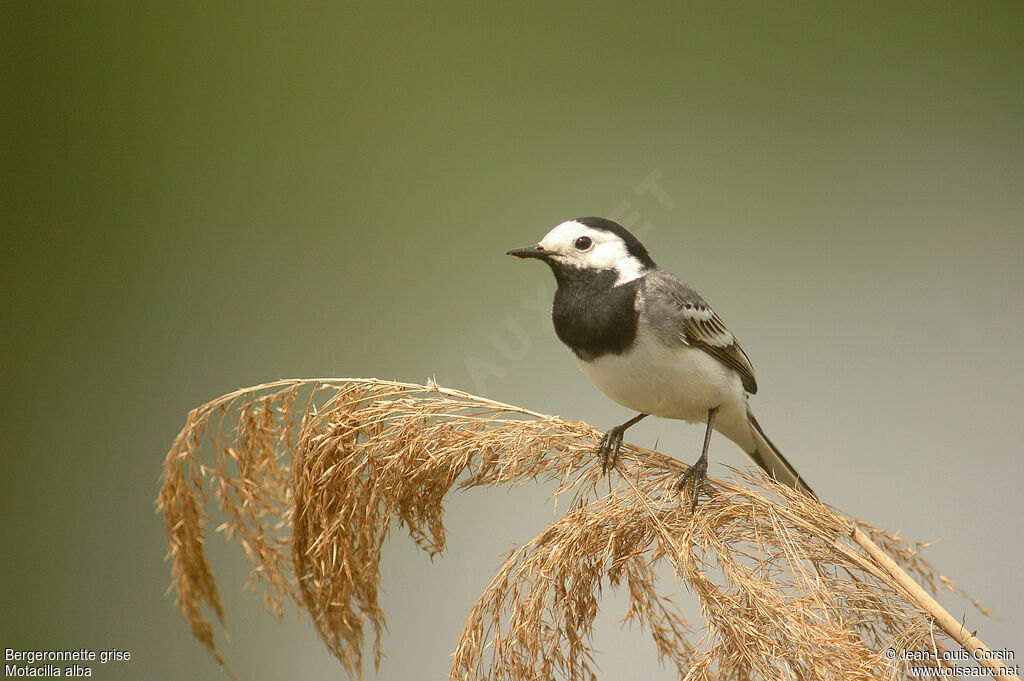 White Wagtail, identification