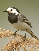 White Wagtail