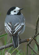 White Wagtail