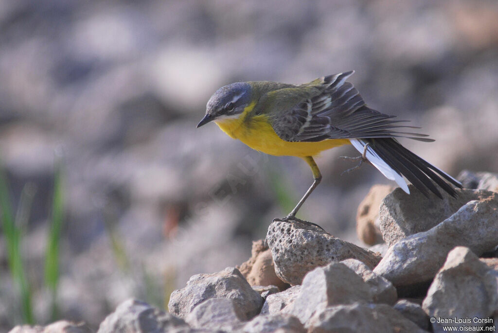 Western Yellow Wagtail