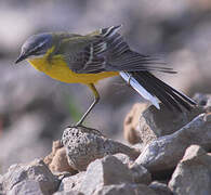 Western Yellow Wagtail