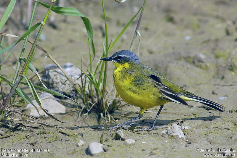 Western Yellow Wagtail