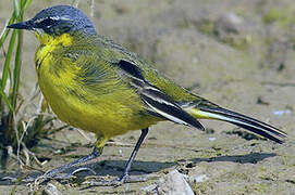 Western Yellow Wagtail