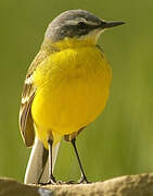 Western Yellow Wagtail