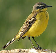 Western Yellow Wagtail