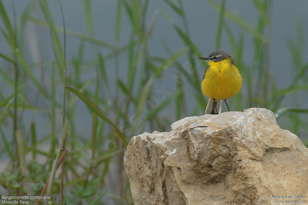 Western Yellow Wagtail