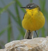 Western Yellow Wagtail