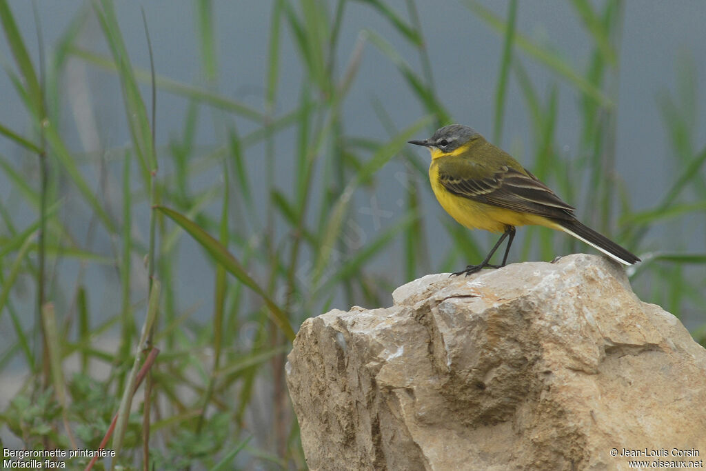 Western Yellow Wagtail