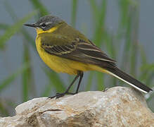 Western Yellow Wagtail