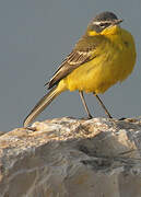 Western Yellow Wagtail