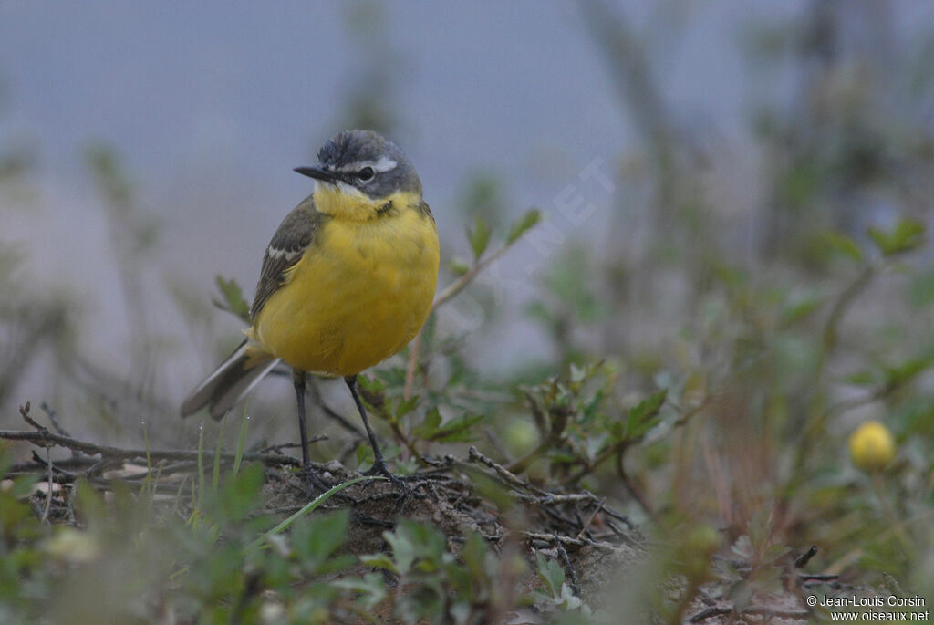 Western Yellow Wagtail