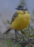 Western Yellow Wagtail