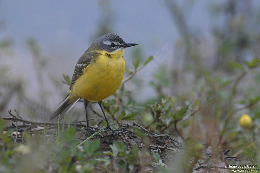 Western Yellow Wagtail