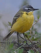 Western Yellow Wagtail