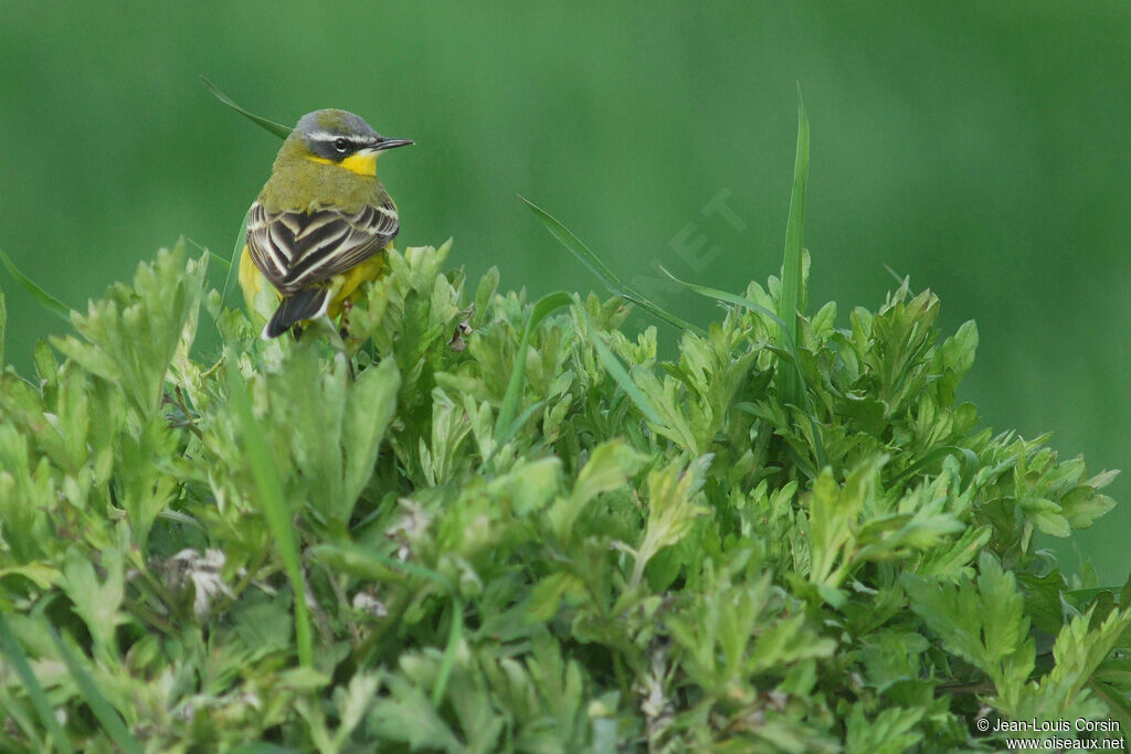 Western Yellow Wagtail male