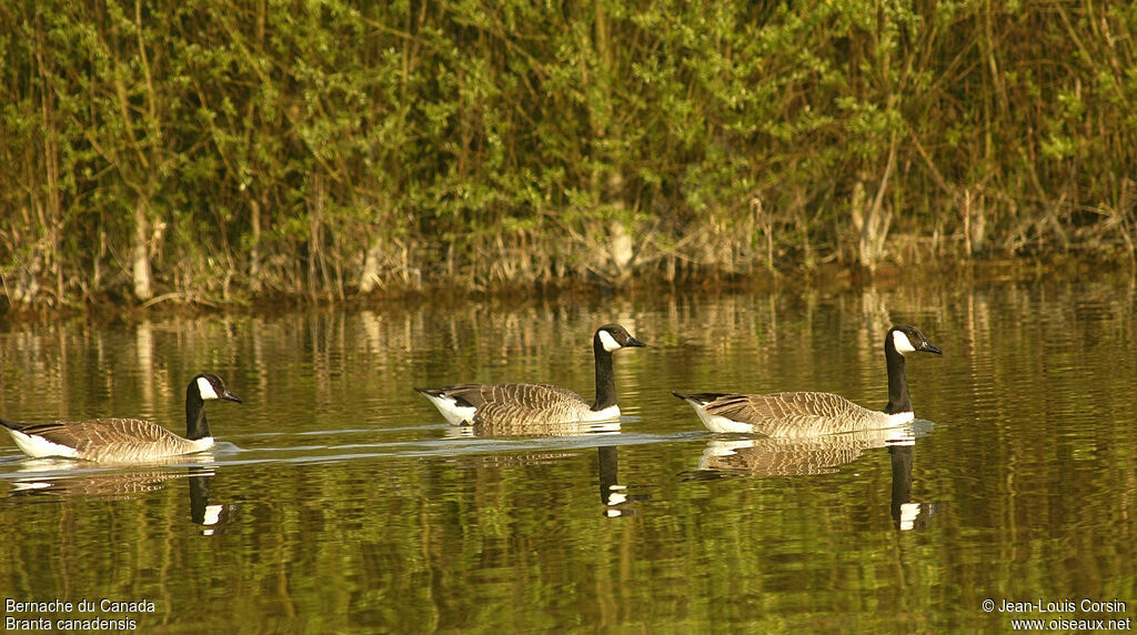 Canada Goose