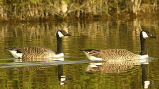 Canada Goose