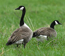 Canada Goose