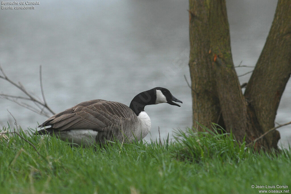 Canada Goose