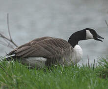 Canada Goose