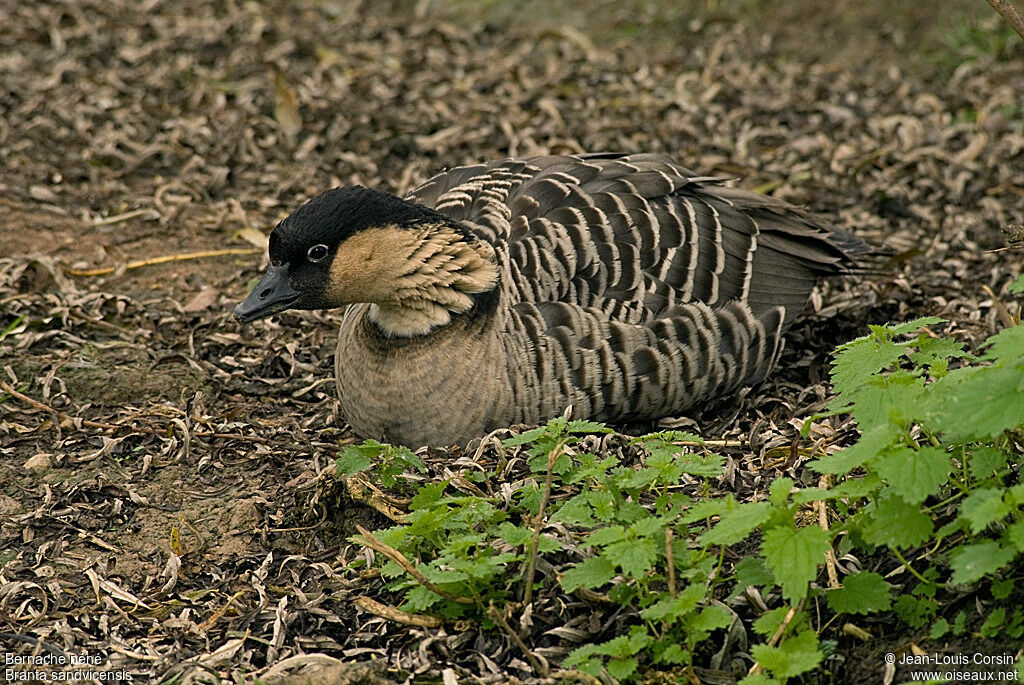 Nene