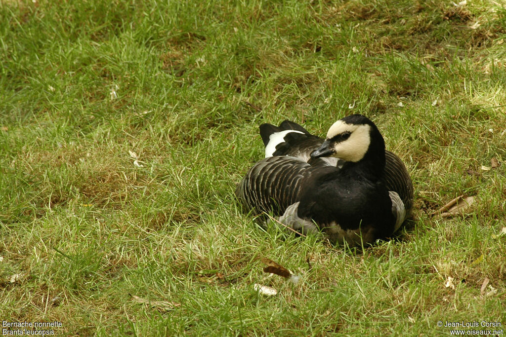 Barnacle Goose