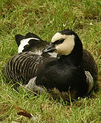 Barnacle Goose