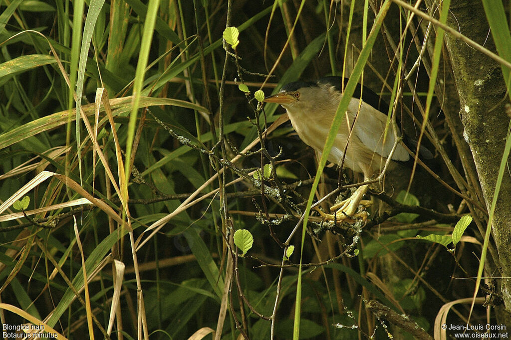 Little Bittern