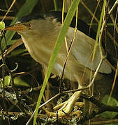 Little Bittern