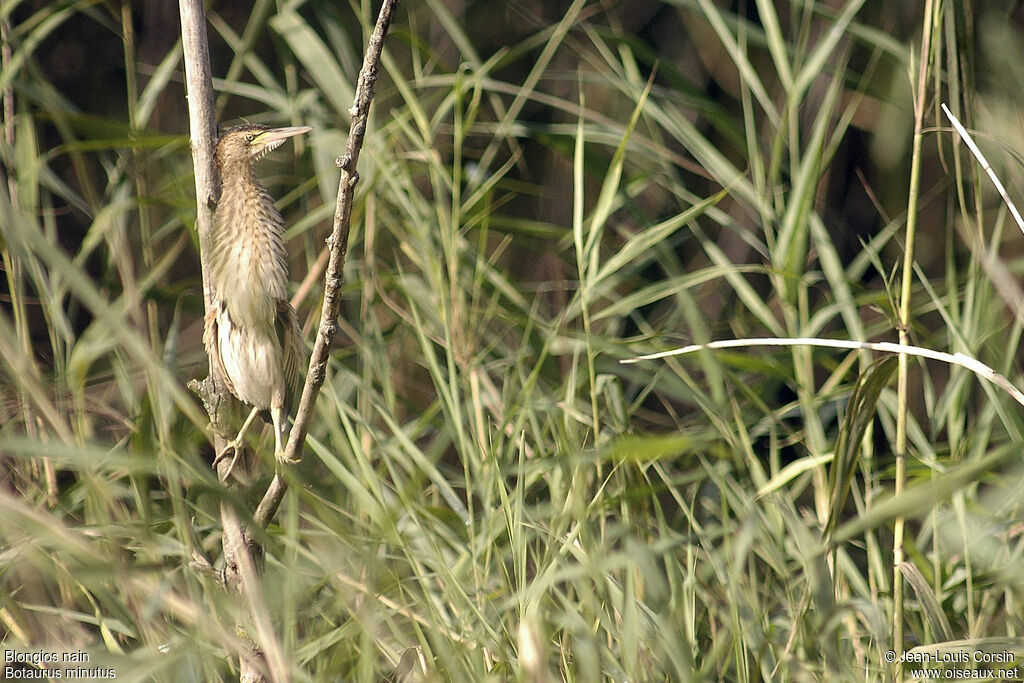 Little Bitternjuvenile