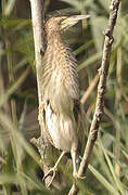 Little Bittern