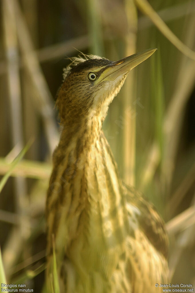 Little Bitternjuvenile