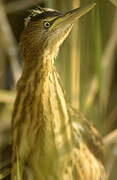 Little Bittern