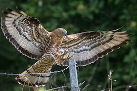 European Honey Buzzard