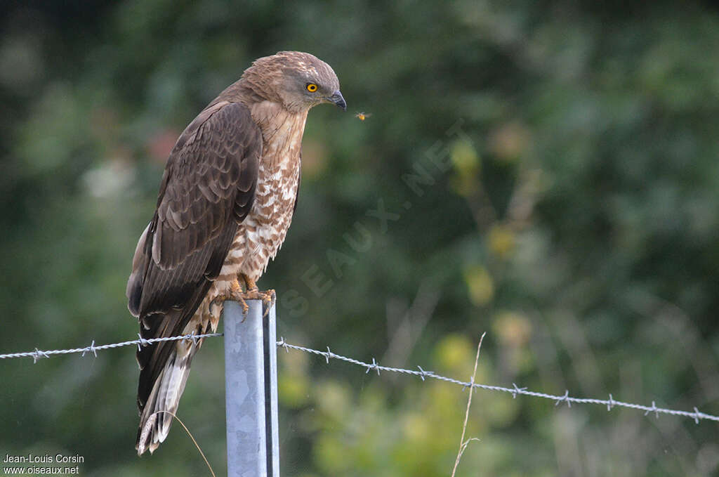 European Honey Buzzard male adult, identification