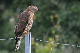 European Honey Buzzard