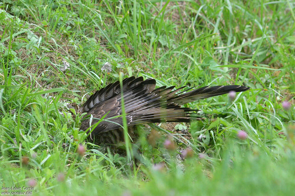 Bondrée apivore, pêche/chasse, mange