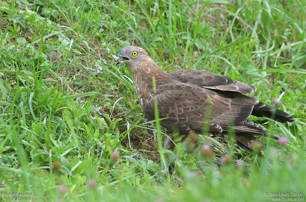 European Honey Buzzard