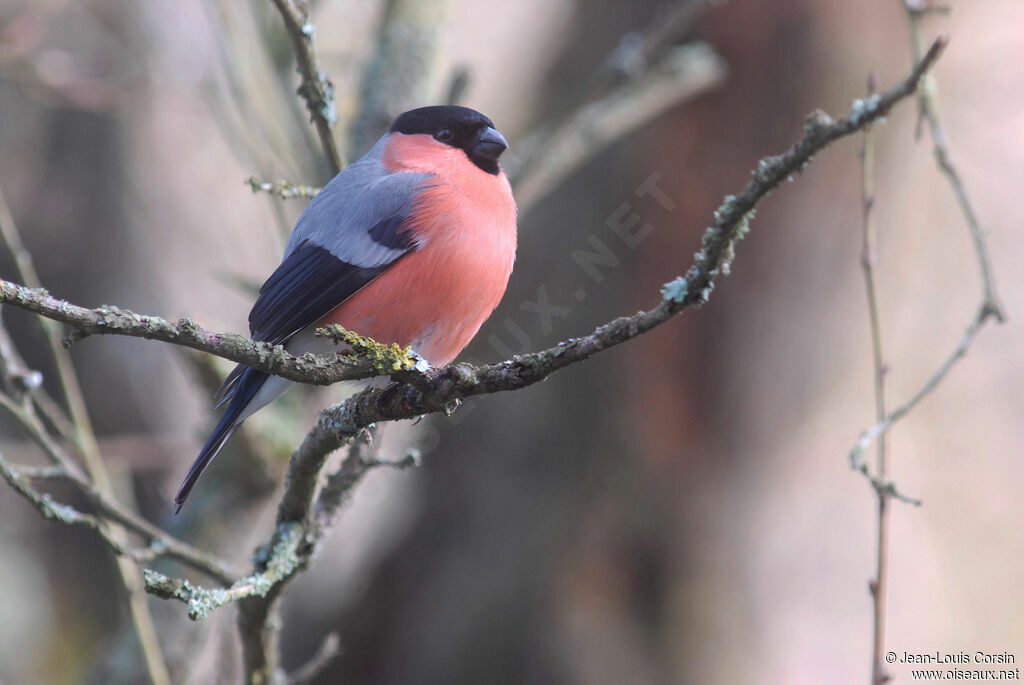 Eurasian Bullfinch male