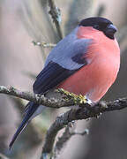 Eurasian Bullfinch