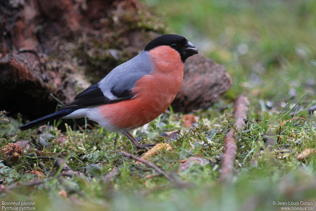 Eurasian Bullfinch male