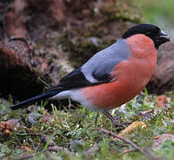 Eurasian Bullfinch