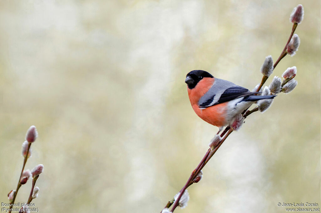 Eurasian Bullfinch