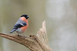 Eurasian Bullfinch