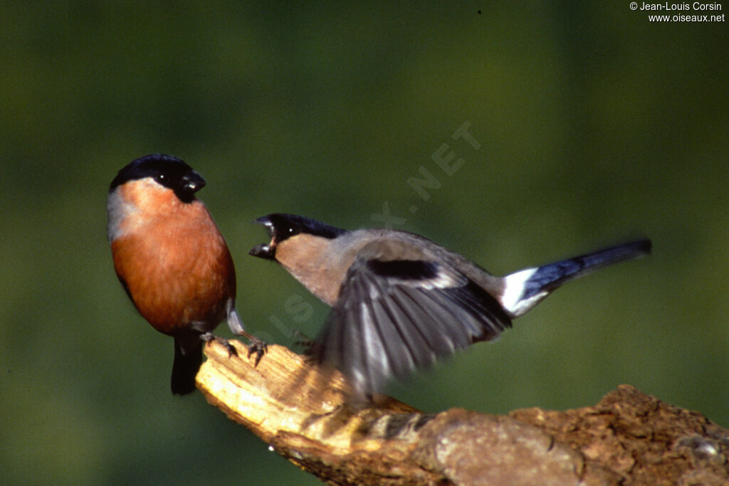 Eurasian Bullfinch adult post breeding