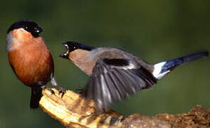 Eurasian Bullfinch