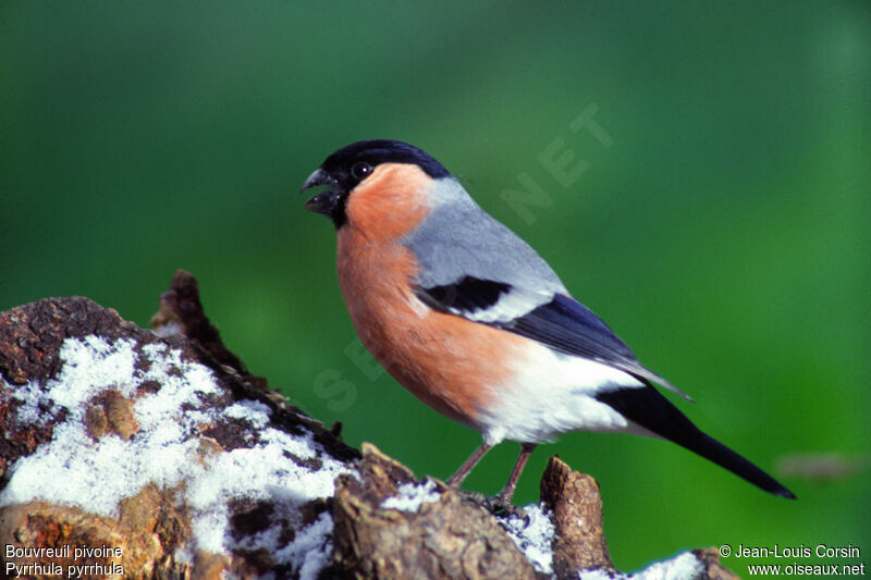 Eurasian Bullfinch