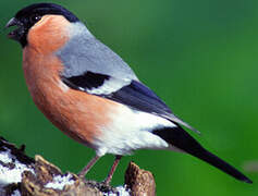 Eurasian Bullfinch